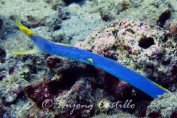 Ribbon eel - Taken in Anilao Batangas. Camera used: Canon... by Arthur Castillo 